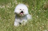 BICHON FRISE 435